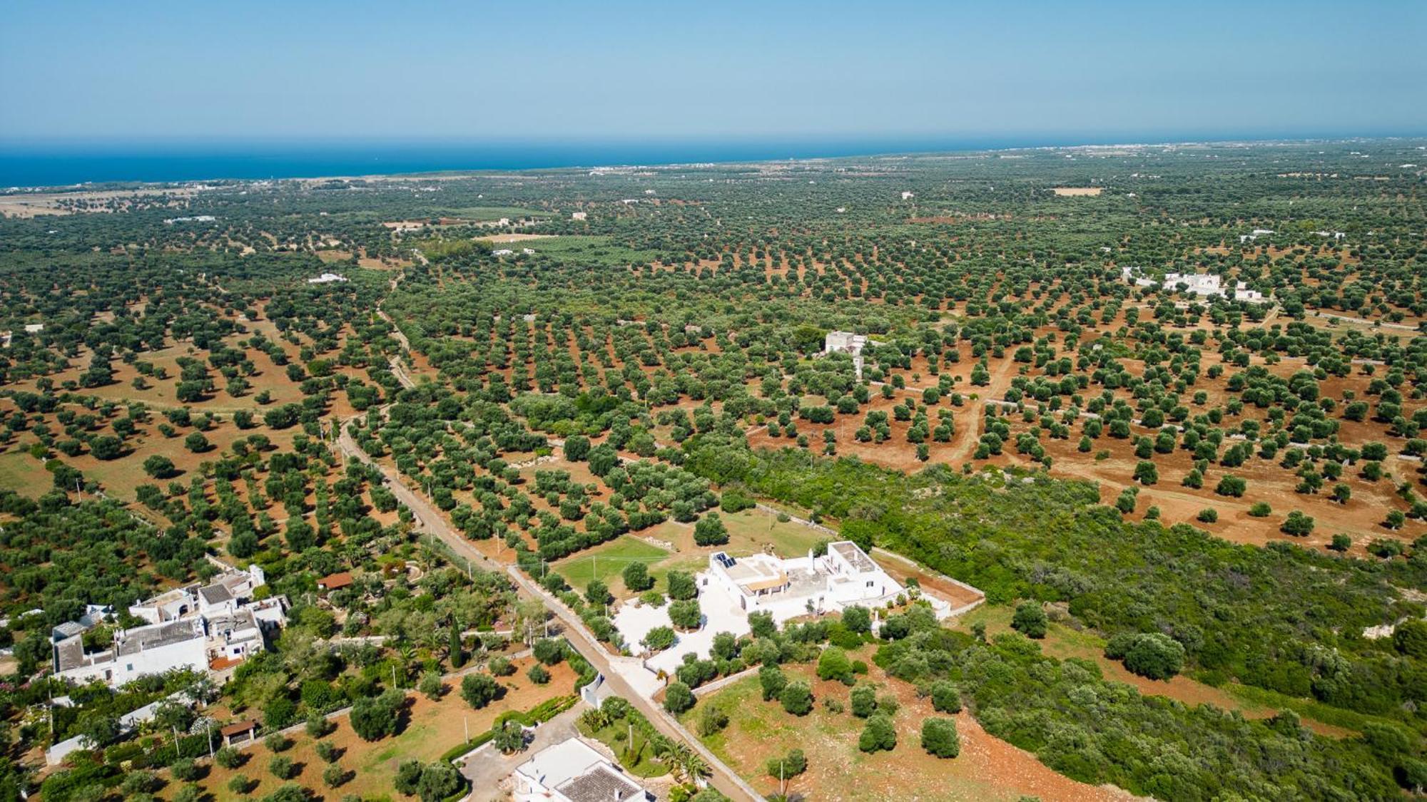 Masseria Abadia Uno Ostuni Exteriör bild